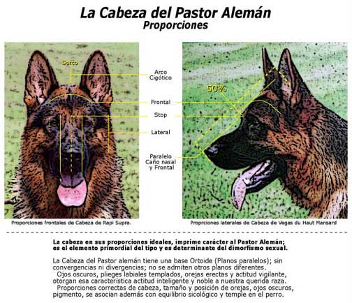 como medir la altura de un pastor aleman