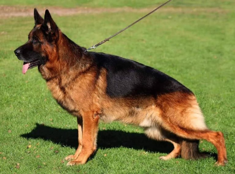 ¿Por qué no fue Ober v.d. Rheinhalle un perro pastor alemán puntero en Alemania?